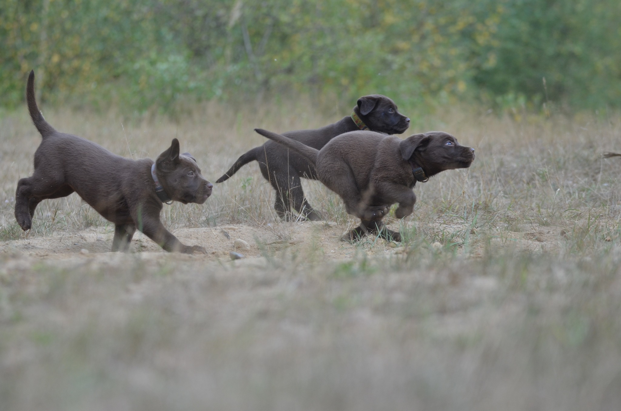 Welpen-/Junghundekurs | Brunsbek
